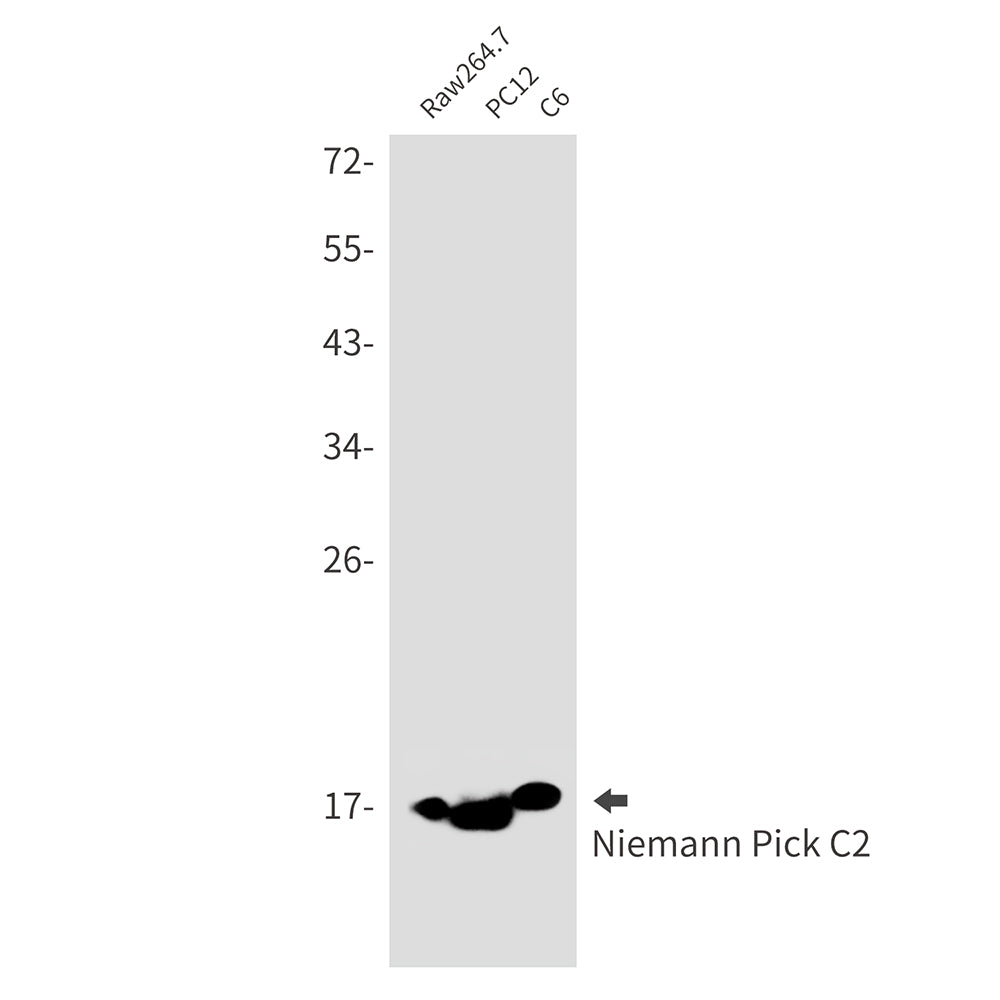 Anti-Niemann Pick C2 Rabbit Monoclonal Antibody