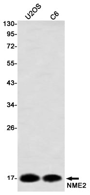 Anti-NME2 Rabbit Monoclonal Antibody