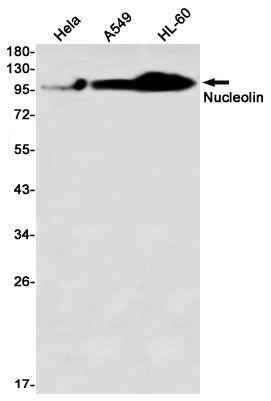Anti-Nucleolin Rabbit Monoclonal Antibody