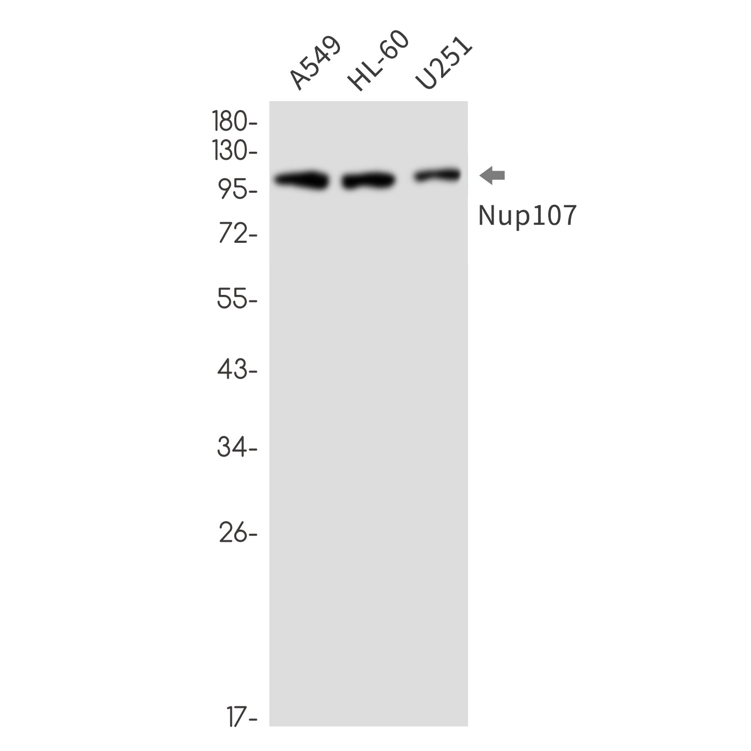 Anti-NUP107 Rabbit Monoclonal Antibody