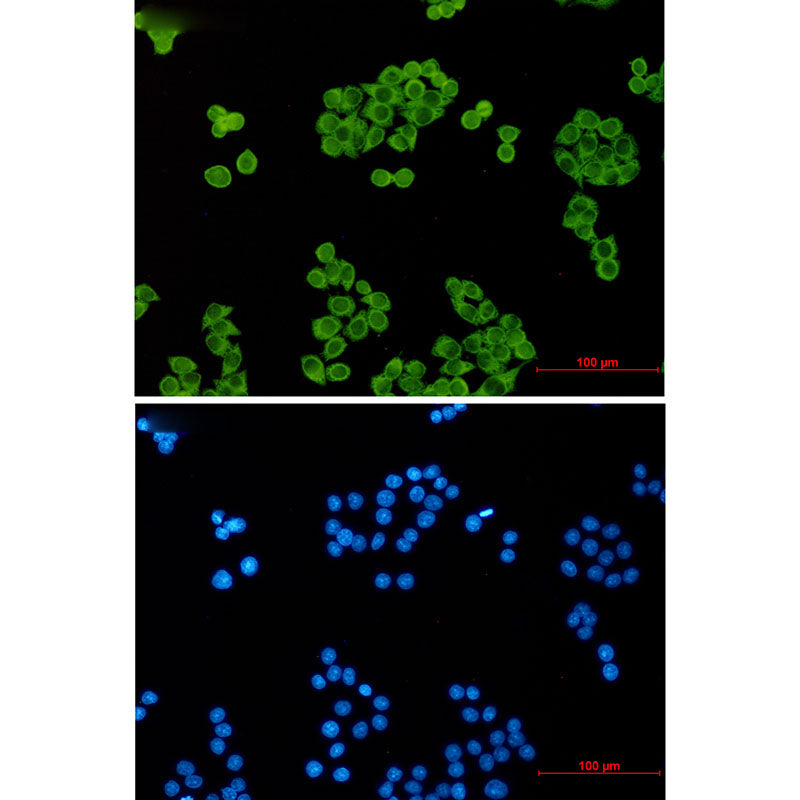 Anti-p23 Rabbit Monoclonal Antibody