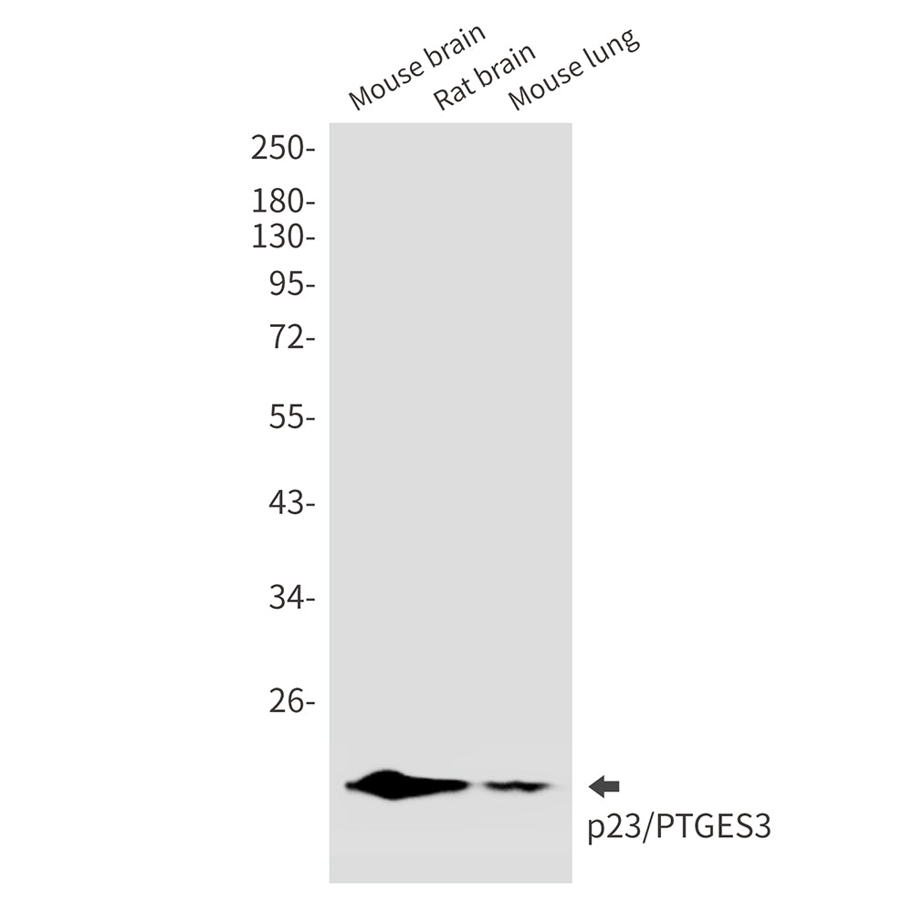 Anti-p23 Rabbit Monoclonal Antibody