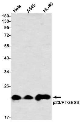 Anti-p23 Rabbit Monoclonal Antibody