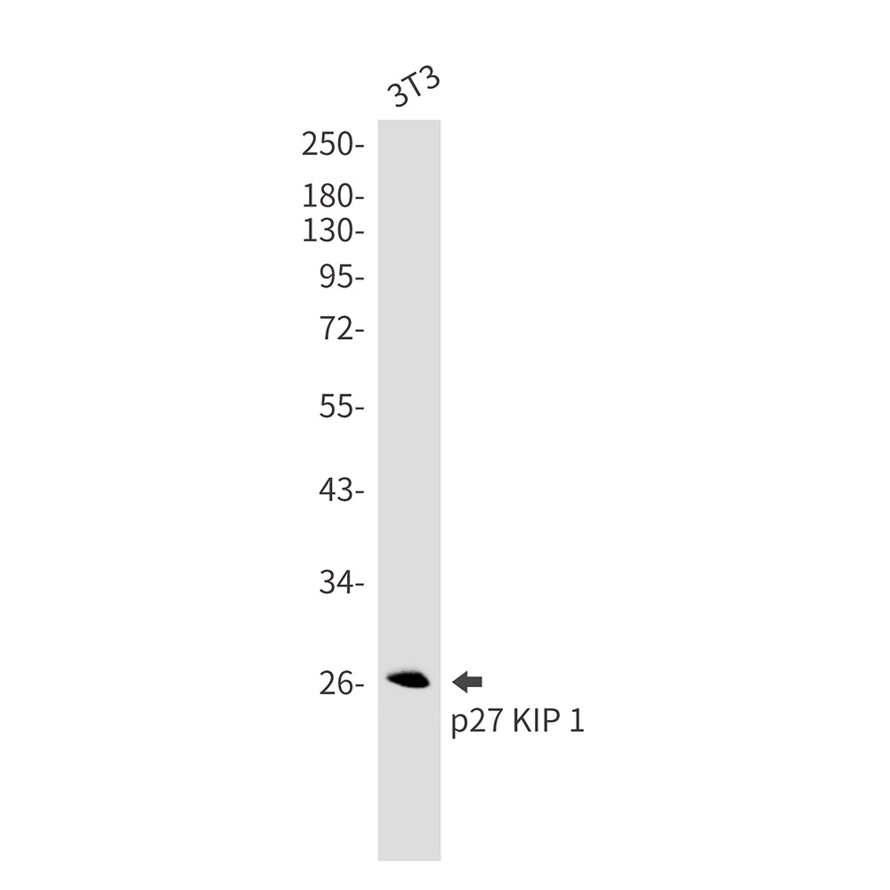 Anti-p27 Kip 1 Rabbit Monoclonal Antibody