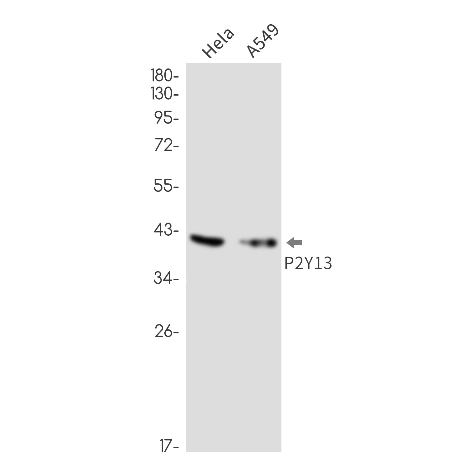 Anti-P2Y13 Rabbit Monoclonal Antibody