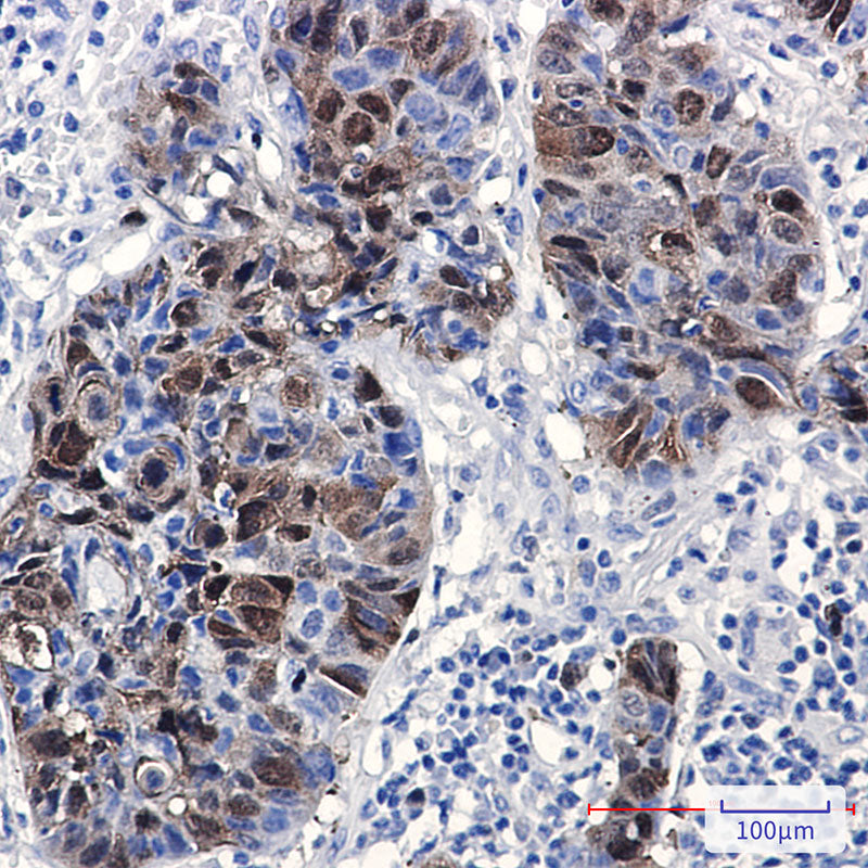 Anti-PBK Rabbit Monoclonal Antibody