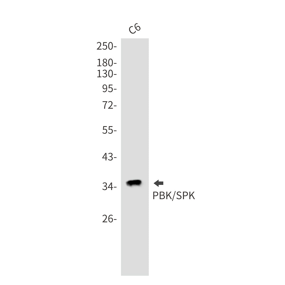Anti-PBK Rabbit Monoclonal Antibody
