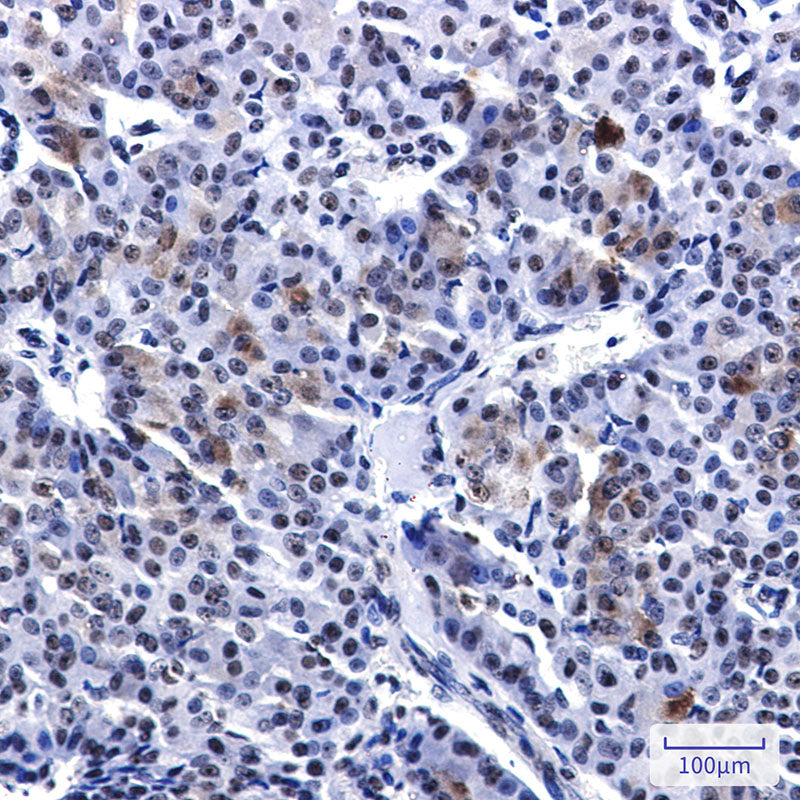 Anti-PELP1 Rabbit Monoclonal Antibody