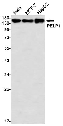 Anti-PELP1 Rabbit Monoclonal Antibody