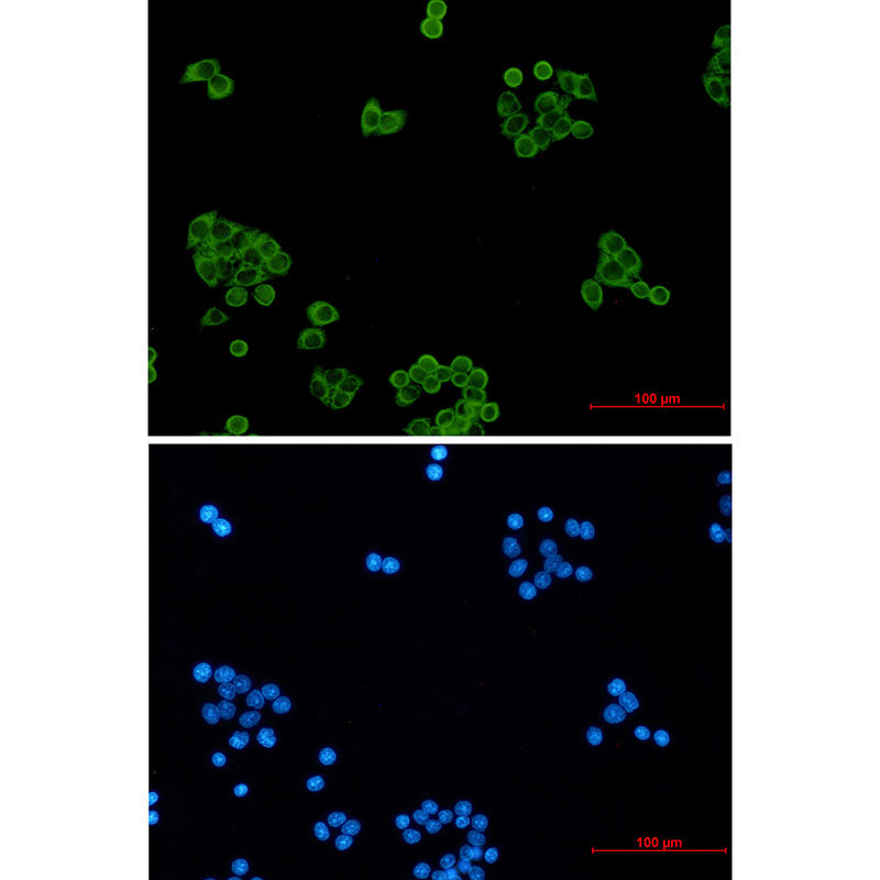Anti-Peroxiredoxin 1 Rabbit Monoclonal Antibody