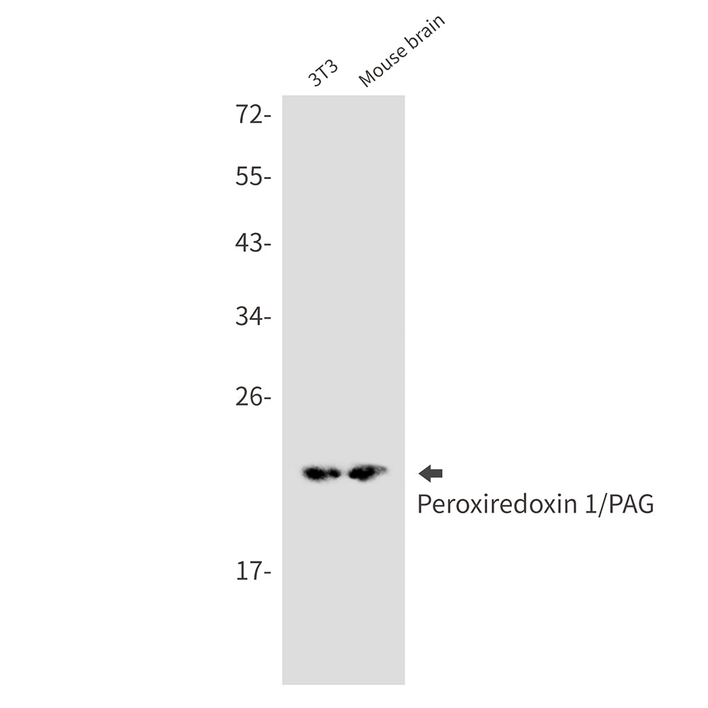 Anti-Peroxiredoxin 1 Rabbit Monoclonal Antibody