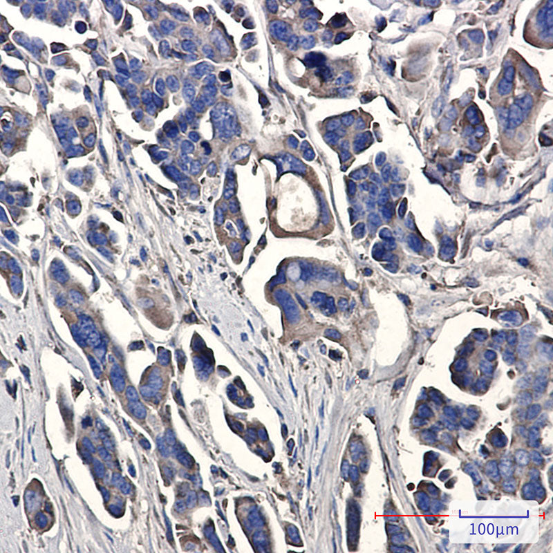 Anti-Peroxiredoxin 3 Rabbit Monoclonal Antibody