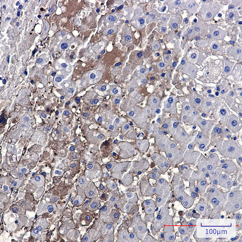 Anti-PF4 Rabbit Monoclonal Antibody