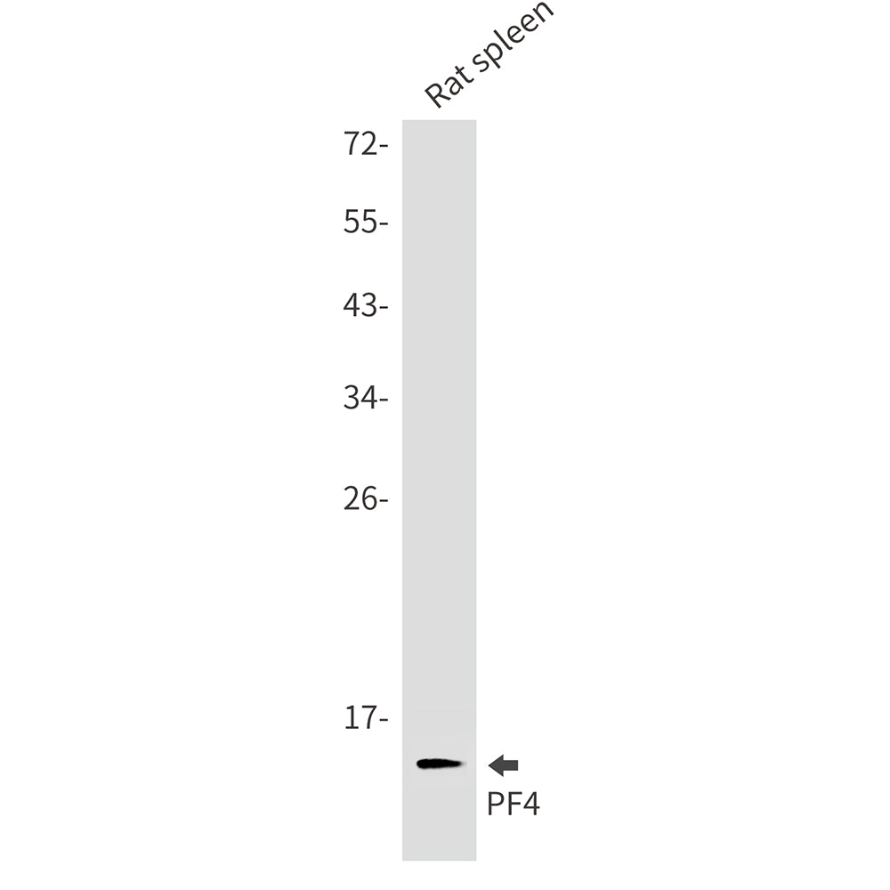 Anti-PF4 Rabbit Monoclonal Antibody