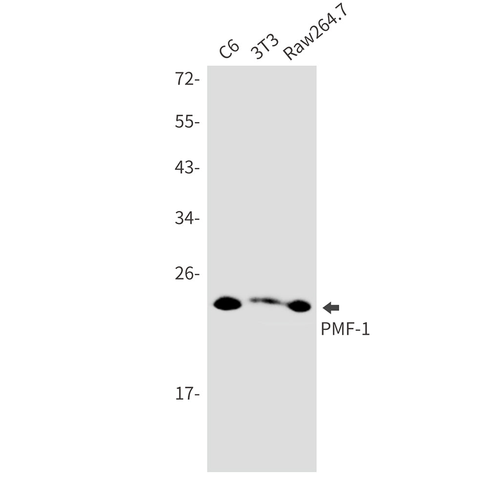 Anti-PMF 1 Rabbit Monoclonal Antibody