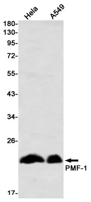 Anti-PMF 1 Rabbit Monoclonal Antibody