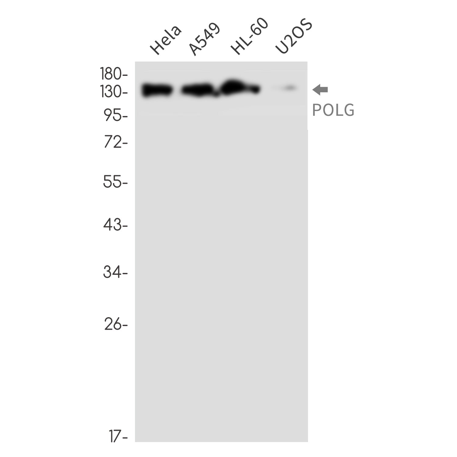 Anti-POLG Rabbit Monoclonal Antibody