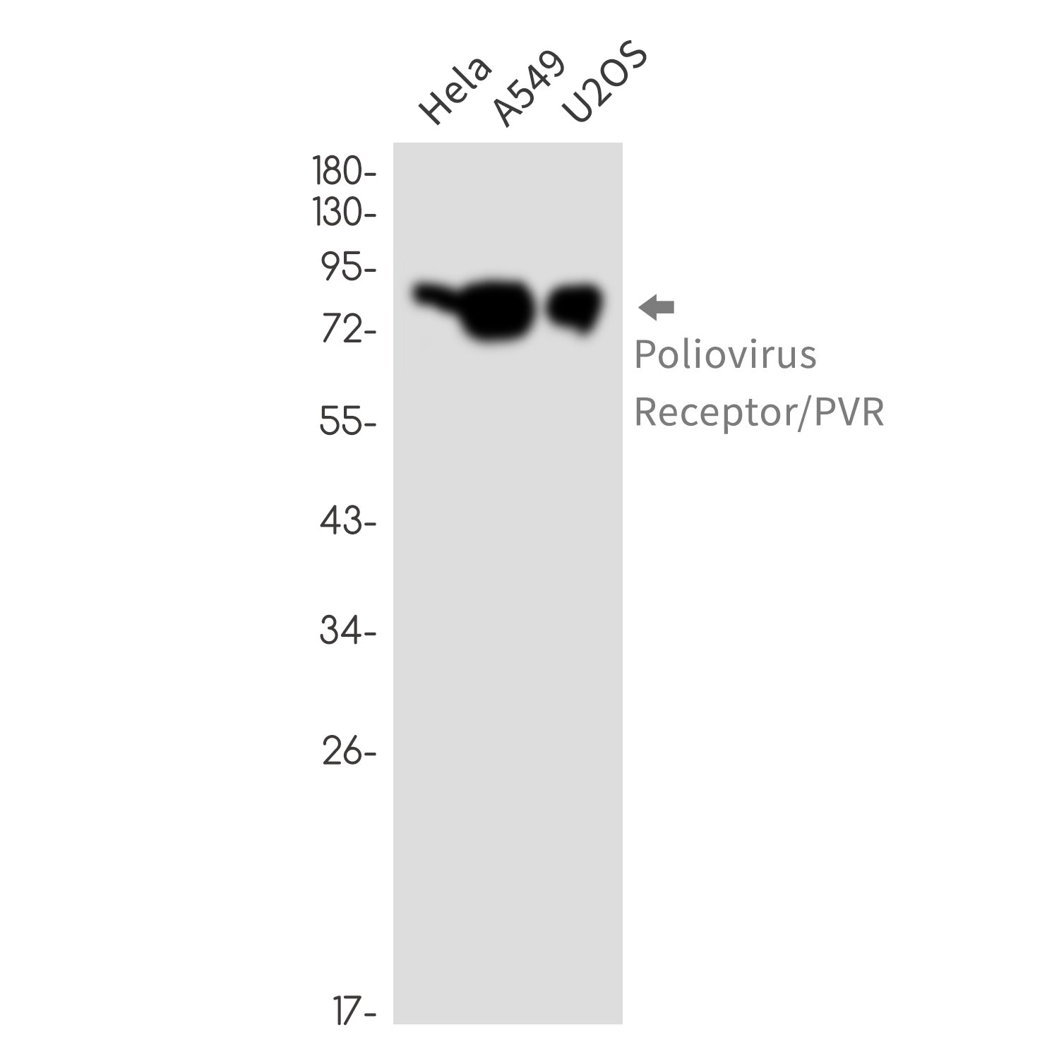 Anti-Poliovirus Receptor Rabbit Monoclonal Antibody