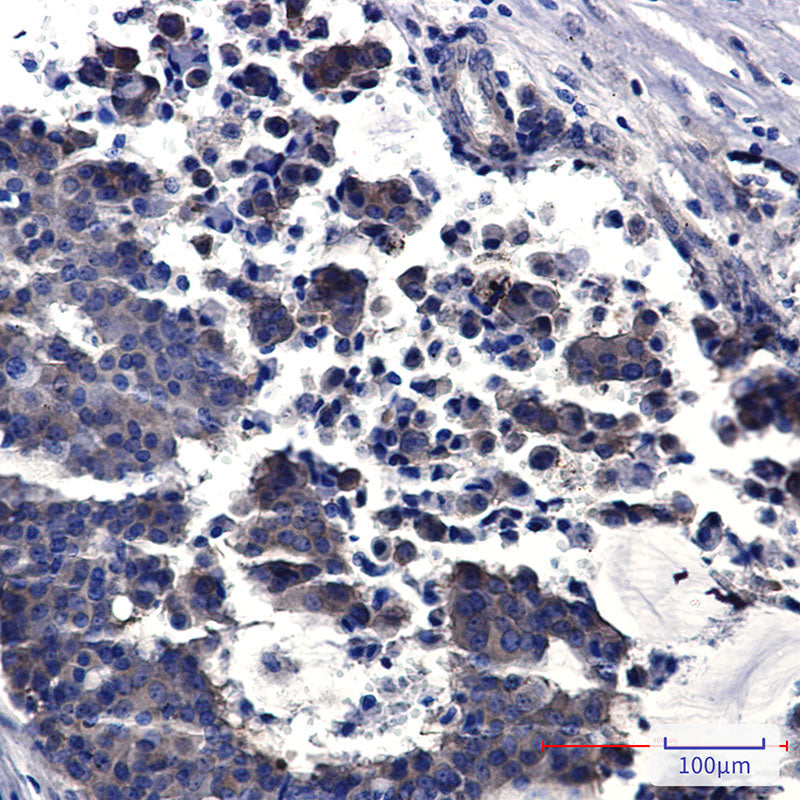 Anti-PPCEL Rabbit Monoclonal Antibody