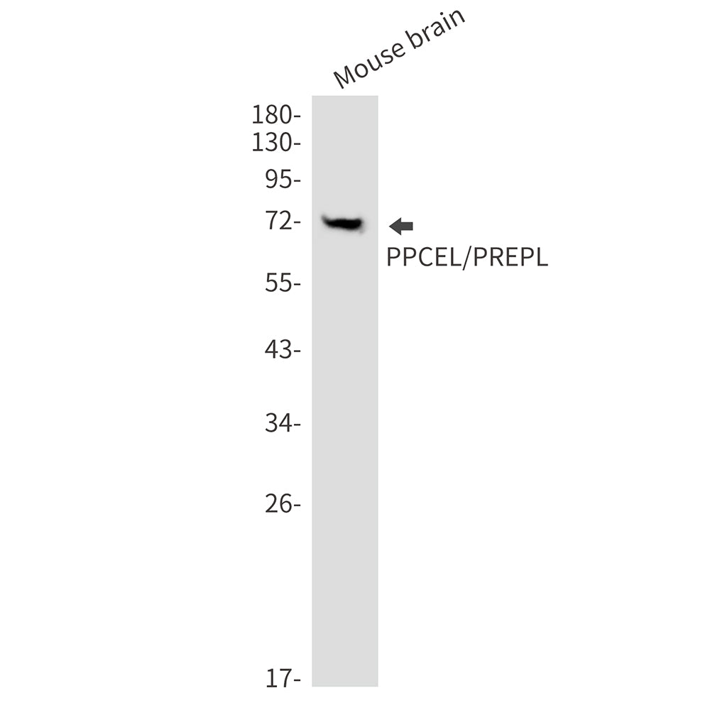 Anti-PPCEL Rabbit Monoclonal Antibody