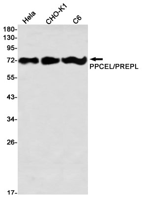 Anti-PPCEL Rabbit Monoclonal Antibody