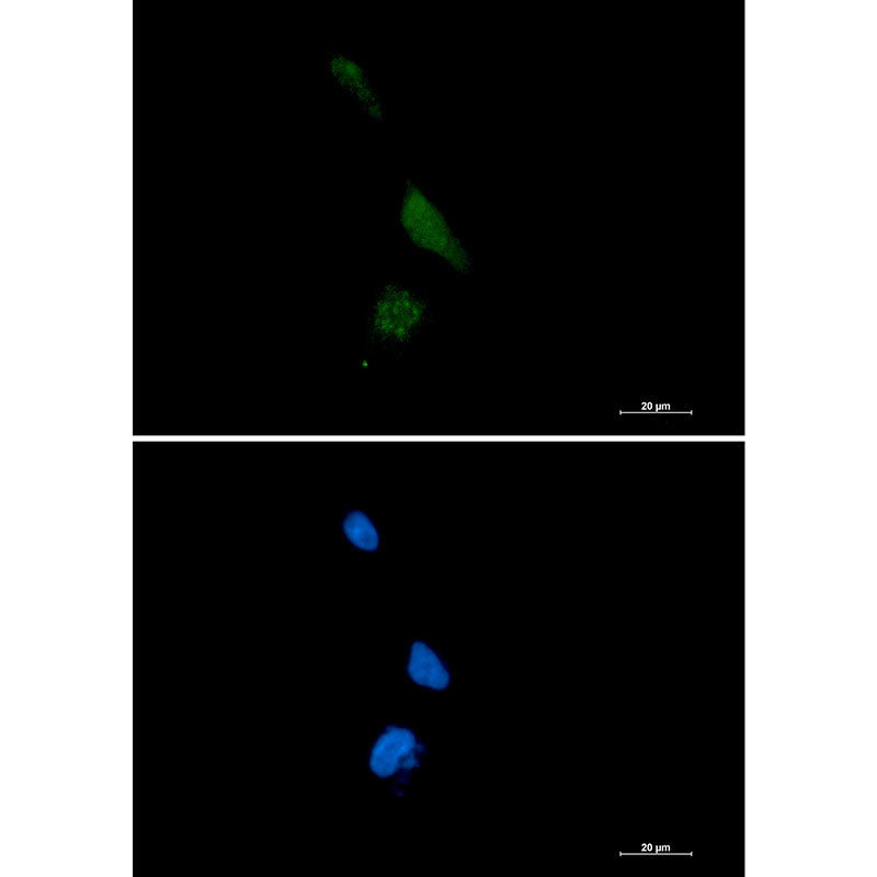Anti-PPCEL Rabbit Monoclonal Antibody