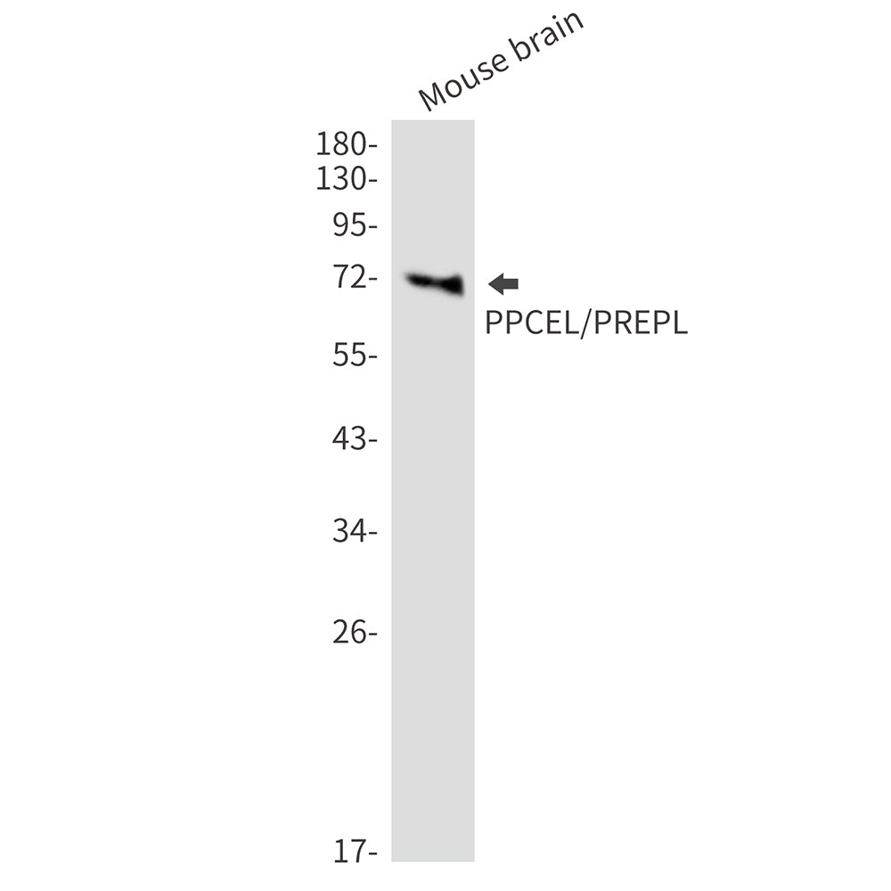 Anti-PPCEL Rabbit Monoclonal Antibody