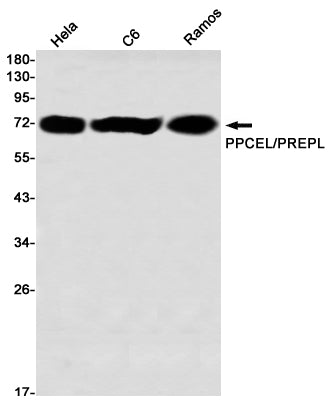 Anti-PPCEL Rabbit Monoclonal Antibody