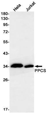 Anti-PPCS Rabbit Monoclonal Antibody
