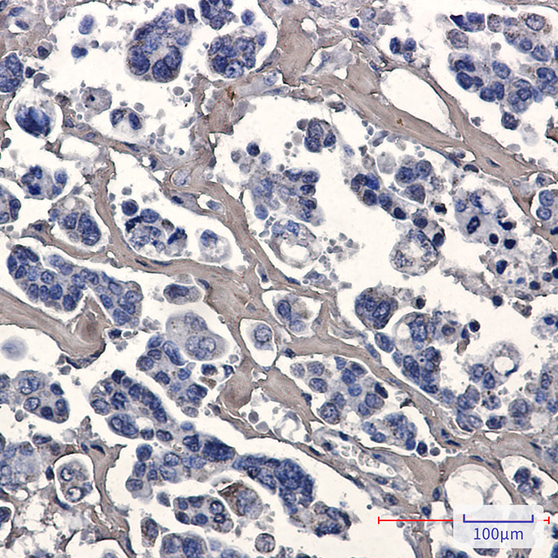 Anti-Caspase 7 Rabbit Monoclonal Antibody
