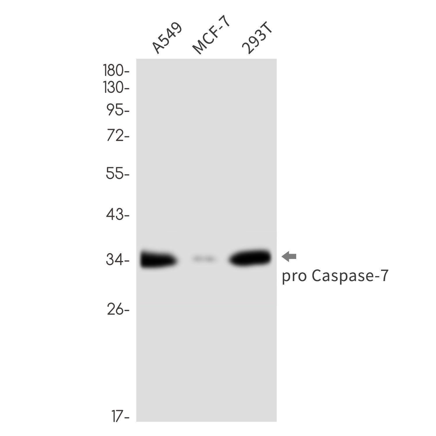 Anti-Caspase 7 Rabbit Monoclonal Antibody
