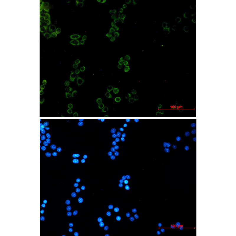 Anti-Prohibitin Rabbit Monoclonal Antibody