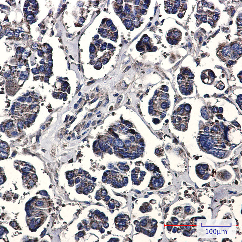 Anti-Prohibitin Rabbit Monoclonal Antibody