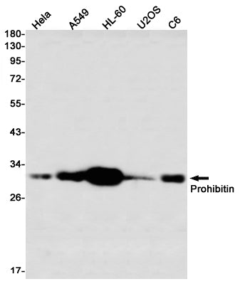 Anti-Prohibitin Rabbit Monoclonal Antibody