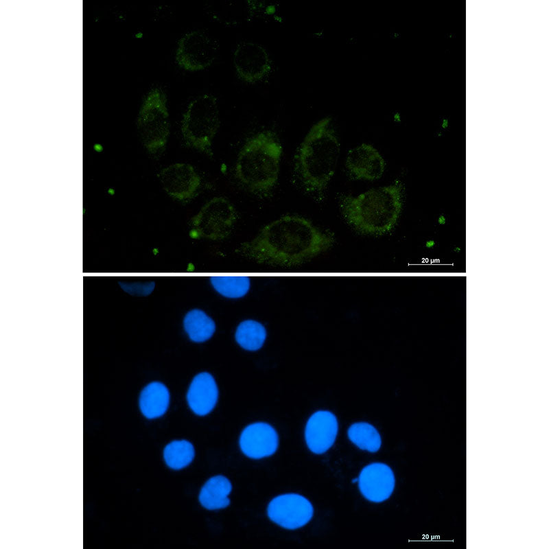 Anti-Protein CASP Rabbit Monoclonal Antibody