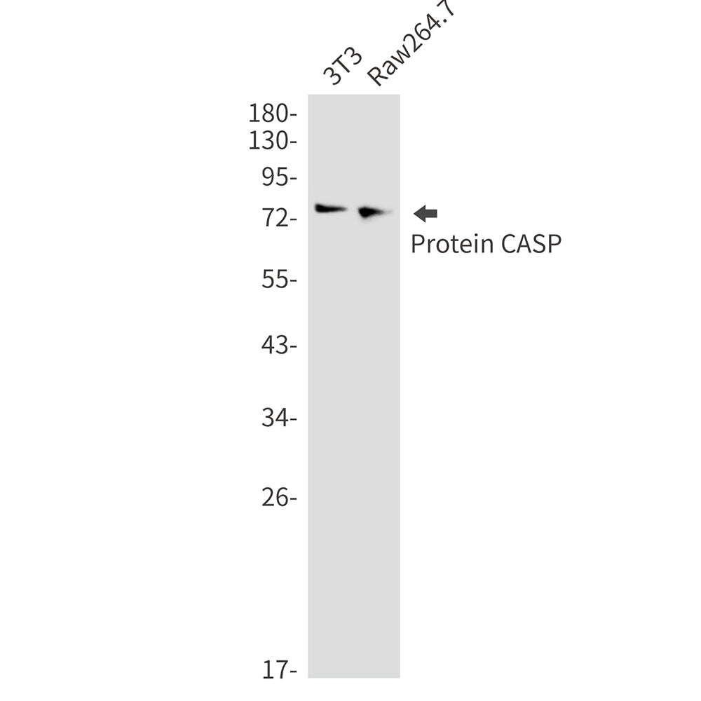 Anti-Protein CASP Rabbit Monoclonal Antibody