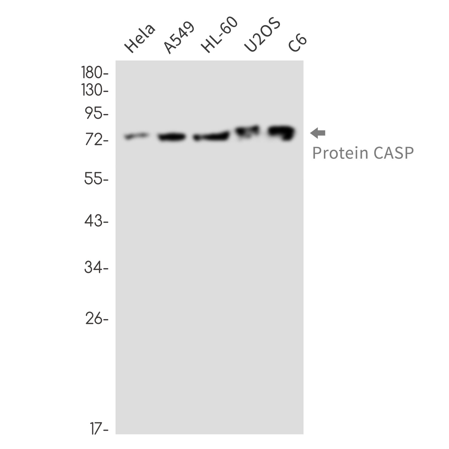 Anti-Protein CASP Rabbit Monoclonal Antibody