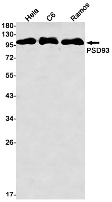 Anti-PSD93 Rabbit Monoclonal Antibody
