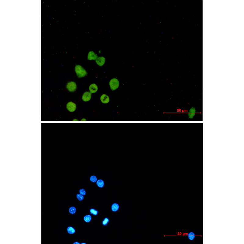 Anti-SPI1 Rabbit Monoclonal Antibody