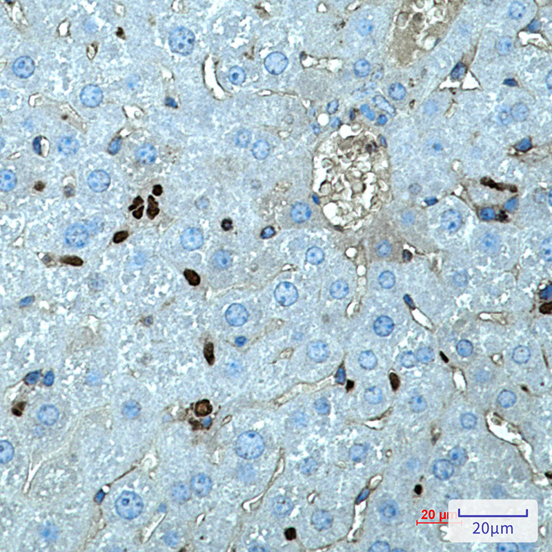 Anti-SPI1 Rabbit Monoclonal Antibody