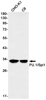 Anti-SPI1 Rabbit Monoclonal Antibody
