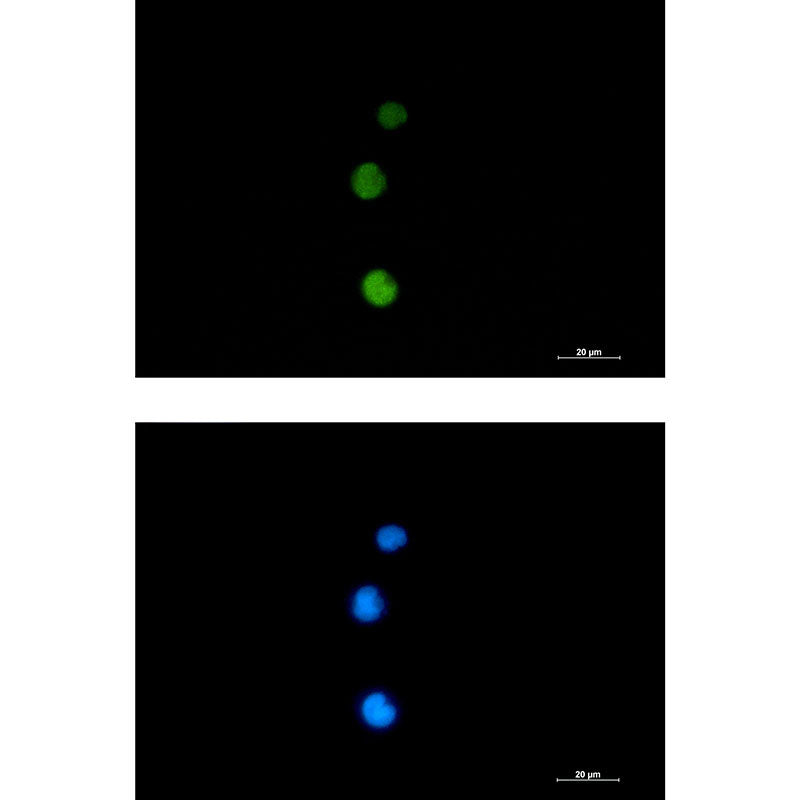 Anti-Rad51 Rabbit Monoclonal Antibody