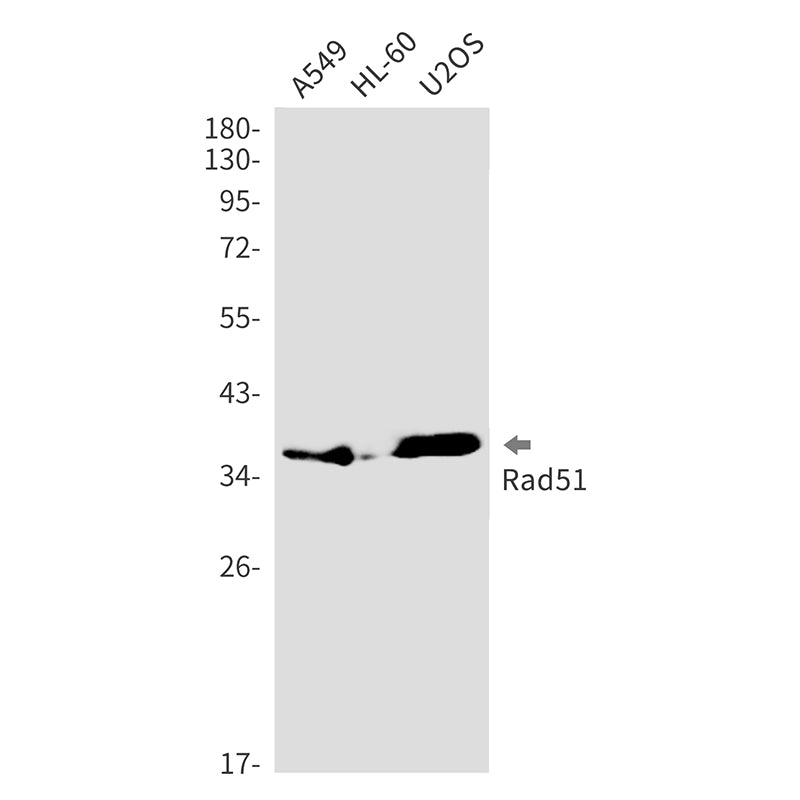 Anti-Rad51 Rabbit Monoclonal Antibody