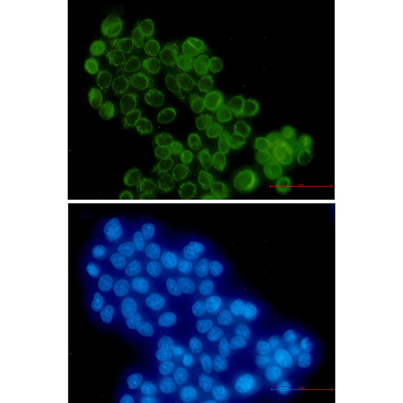 Anti-RanGAP1 Rabbit Monoclonal Antibody