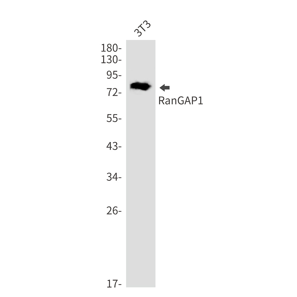 Anti-RanGAP1 Rabbit Monoclonal Antibody