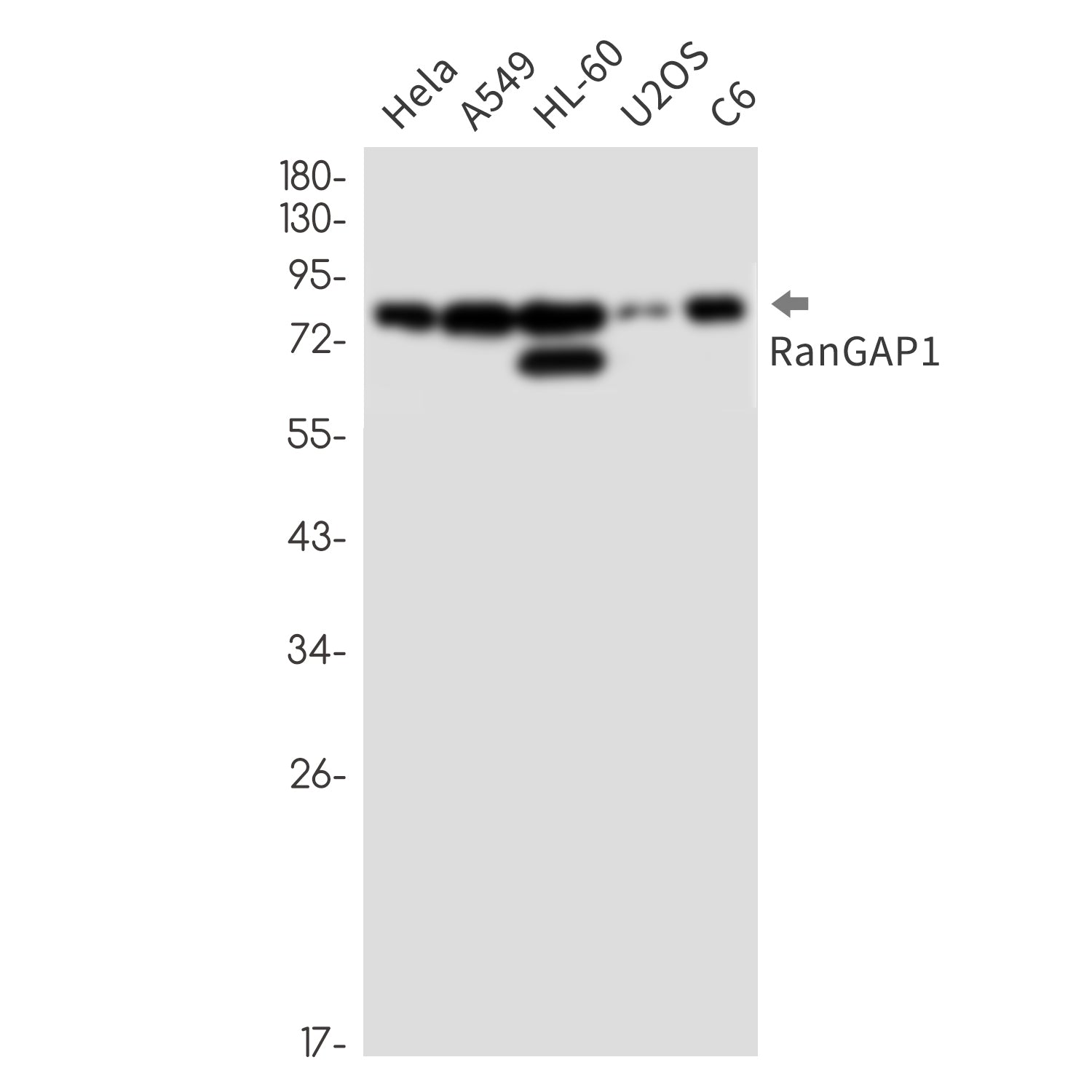 Anti-RanGAP1 Rabbit Monoclonal Antibody