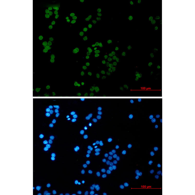 Anti-RAP80 Rabbit Monoclonal Antibody