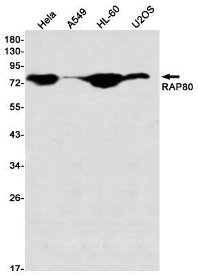 Anti-RAP80 Rabbit Monoclonal Antibody