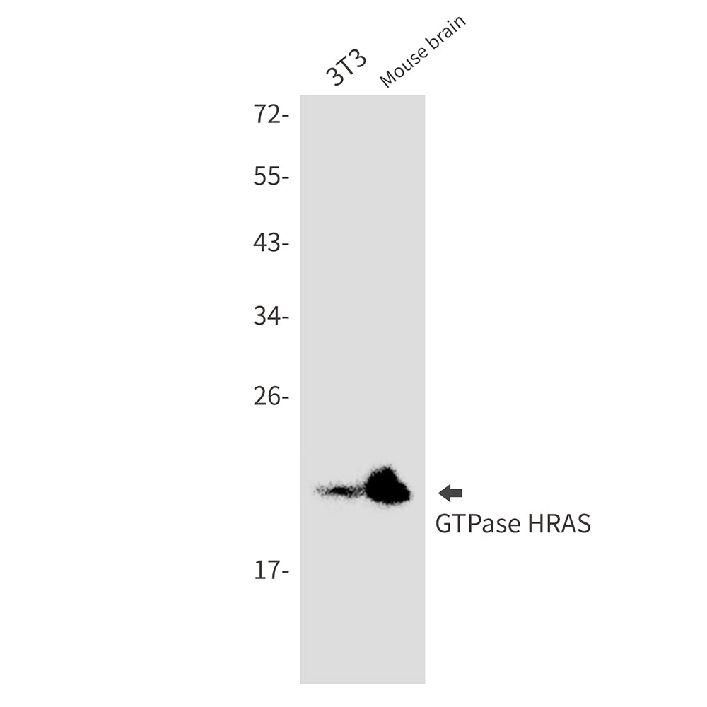 Anti-GTPase HRAS Rabbit Monoclonal Antibody