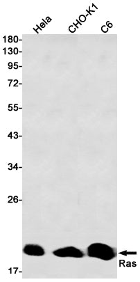 Anti-GTPase HRAS Rabbit Monoclonal Antibody